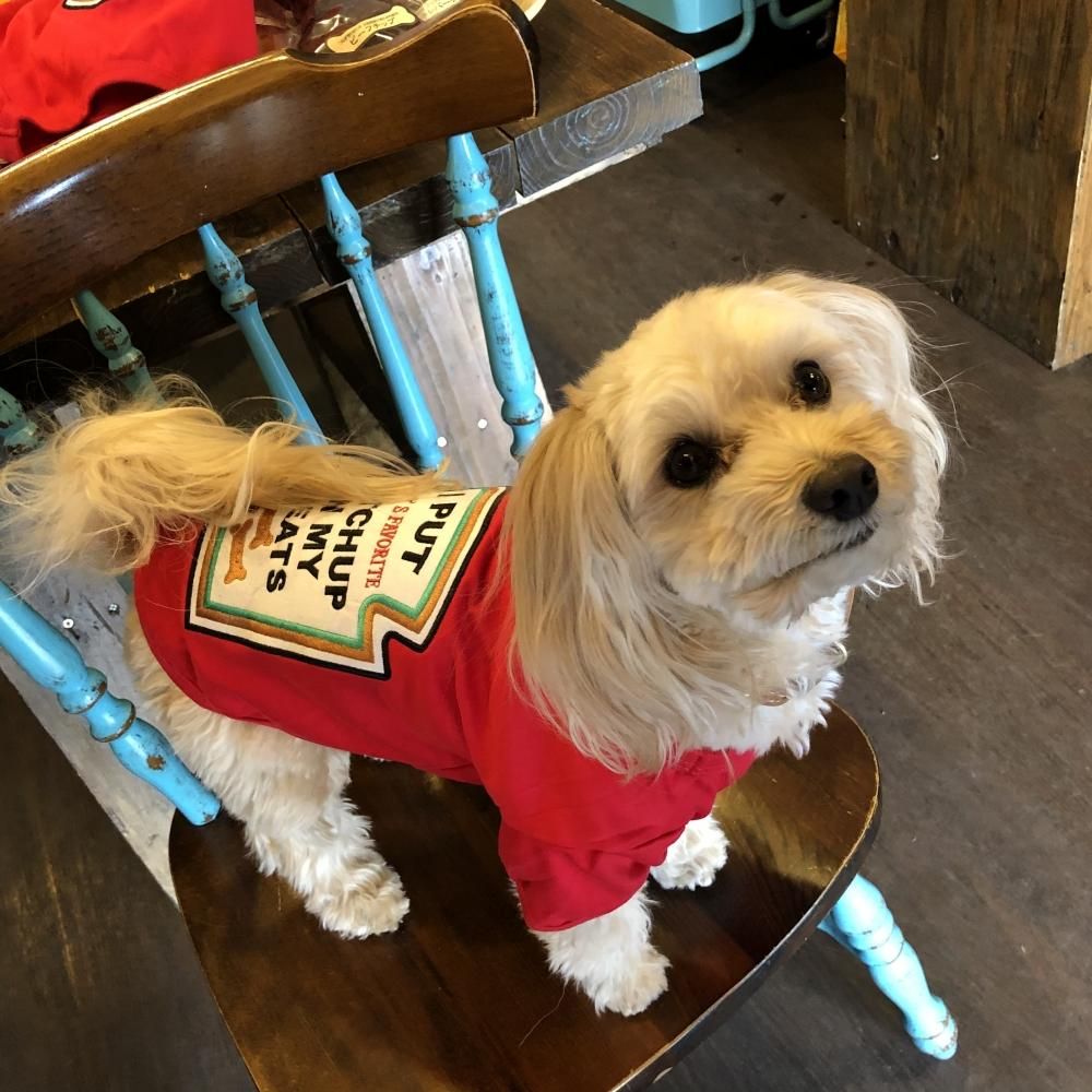 Ketchup T Shirt ケチャップtシャツ 小型犬サイズ S M Tomarctus