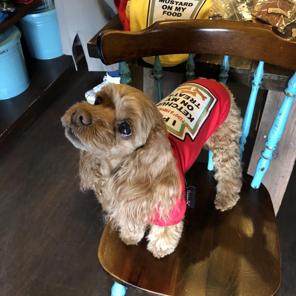 Ketchup T Shirt ケチャップtシャツ 小型 中型犬サイズ L Xl Tomarctus Ketchup T Shirt ケチャップtシャツ 小型 中型犬サイズ L Xl Tomarctus
