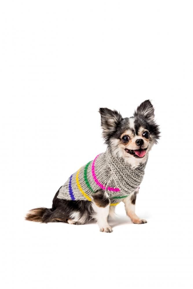 Chilly Dog sweaters -CANDY STRIPE (S)-淿
