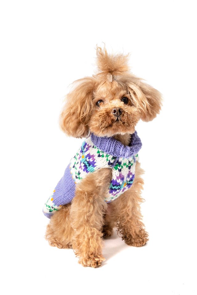 Chilly Dog Sweaters -Lavender Flowers (XS) 小型犬サイズ
