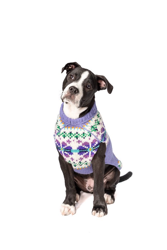 Chilly Dog Sweaters -Lavender Flowers (XXXL) 超大型犬サイズ
