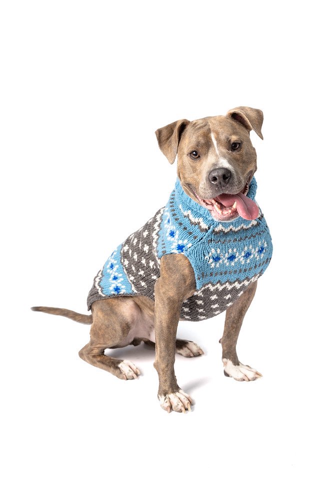 Chilly dog outlet sweater