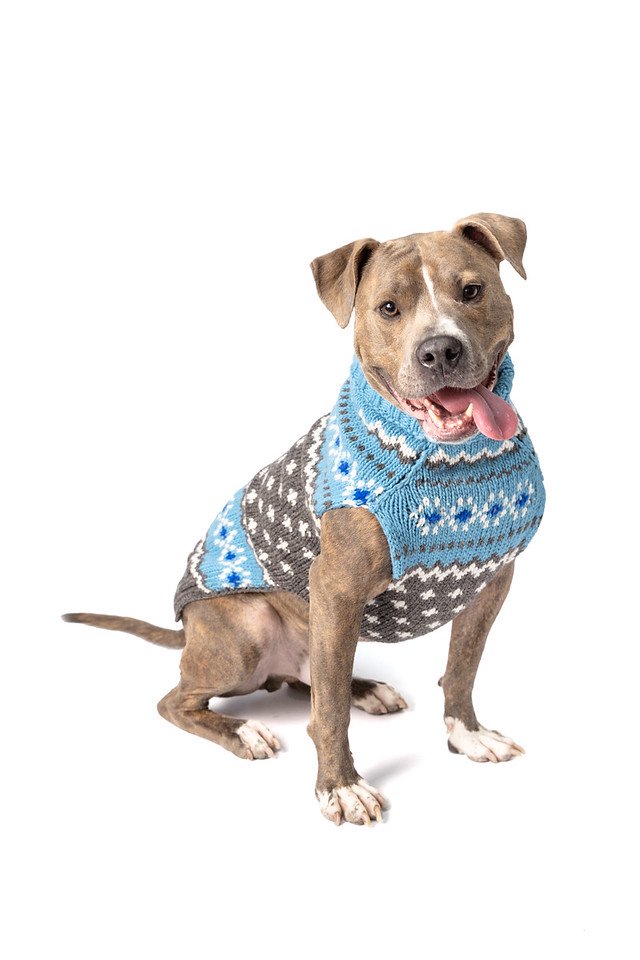 Chilly Dog Sweaters -Light Blue FairIsle (L, XL) 中型&大型犬サイズ
