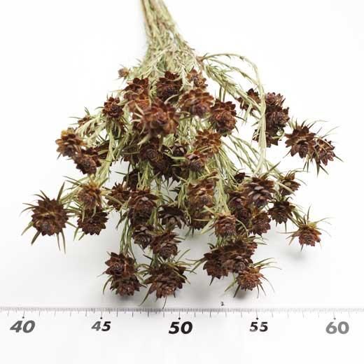 リューカデンドロン　ジュビリークラウン リューカデンドロン『ジュビリークラウン』 | 花屋 はな輔