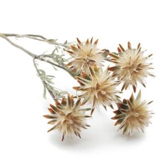 塼ǥɥ󡡥ץ⡼ॹץ졼