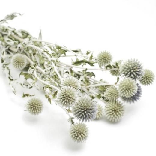 ルリタマアザミ - むーあん