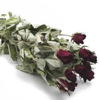 バラ サムライ 10花