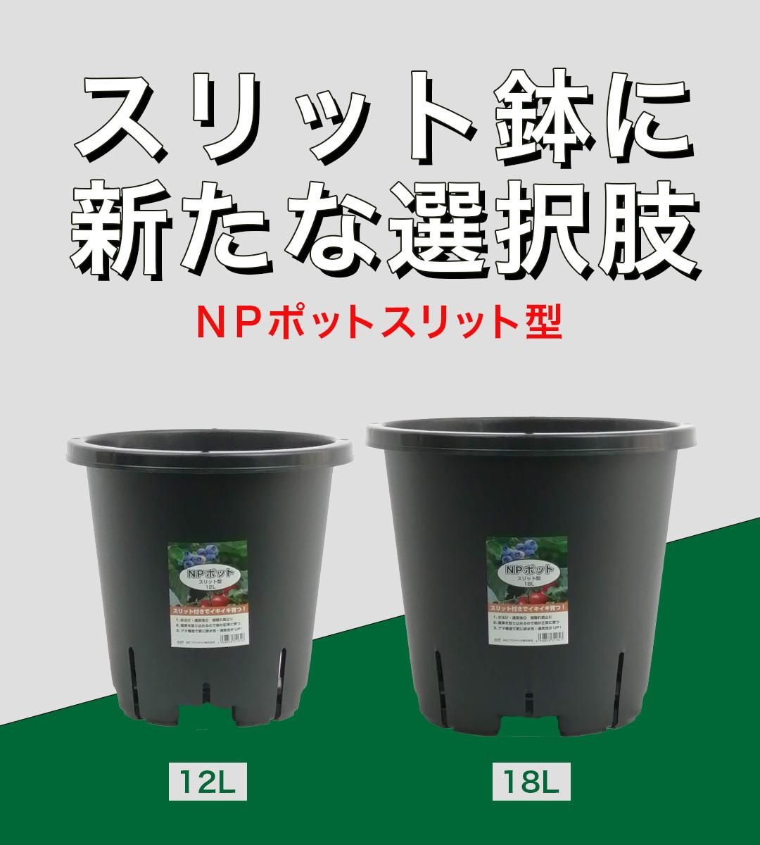 確認用】Italian 3955号ロングスリット鉢 挿し木苗 確認用】Italian