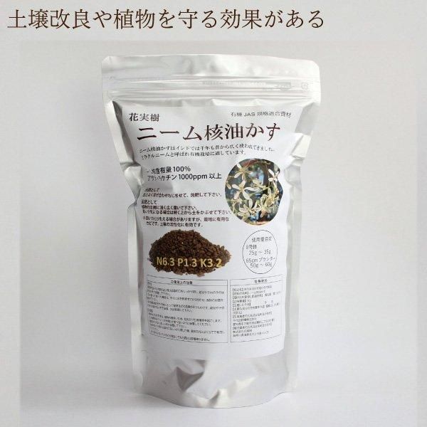 細　国産・乾燥パパイヤの茎（無農薬・有機肥料）　超レア　今回限り１.２kg 楽天市場】【農薬・化学肥料不使用栽培の玄氣】1.5kg（真空