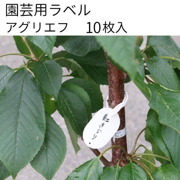 アグリエフ 10枚入り 園芸用ラベル 37mm 55mm 小判型 フラワーラベル メール便可 花実樹 果樹とガーデニングの専門店 アグリエフ 10枚入り 園芸用ラベル 37mm 55mm 小判型 フラワーラベル メール便可 花実樹 果樹とガーデニングの専門店