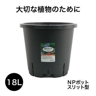 TFH 675,Gold Rush 3号ロングポット　挿し木一年生苗　結実実績⚪︎ TFH 675,Gold Rush 3号ロングポット 挿し木一年生苗 結実実績