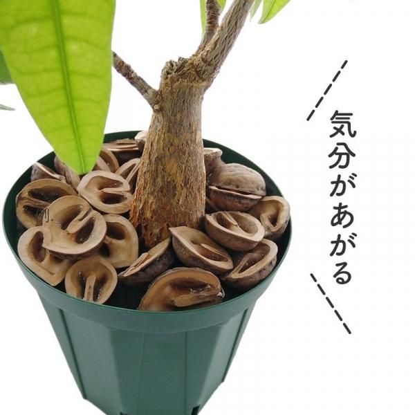 ハートのマルチ 1kg マルチング材 くるみ 殻 Gardening Club ハートのマルチ 1kg マルチング材 くるみ 殻 Gardening Club