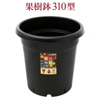 2019年に接ぎ木した5年生苗 - 果樹苗・大苗・苗木販売の隅田