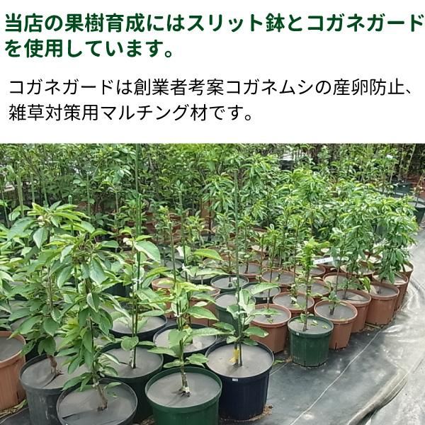2.5号スリット鉢 1600個入りケース販売 モスグリーン 【送料無料