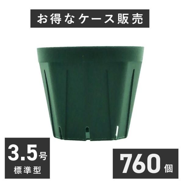 極上斑入り コーヒーの木 5号ロングスリット【鉢ごと発送】 コーヒーの木 実生 極上斑入り 5号ロングスリット鉢【鉢ごと発送