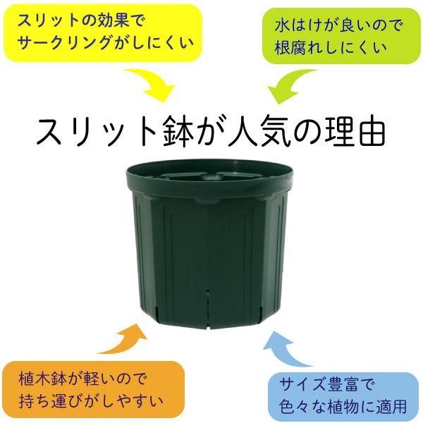 植物の根張りが違う 兼弥産業 スリット鉢CSM－180 6号