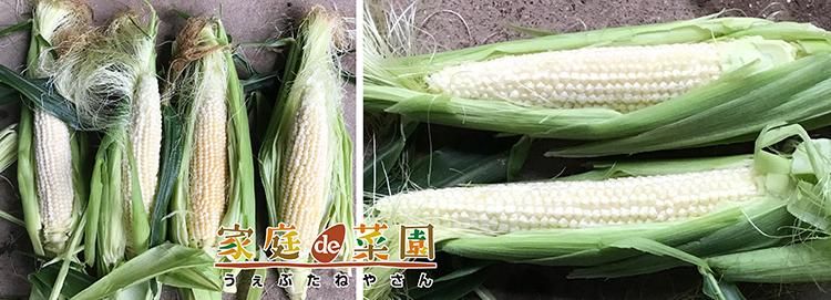 白いおおもの(ホワイト系スーパースィート) - 家庭de菜園~う 白いおおもの(ホワイト系スーパースィート) - 家庭de菜園~う