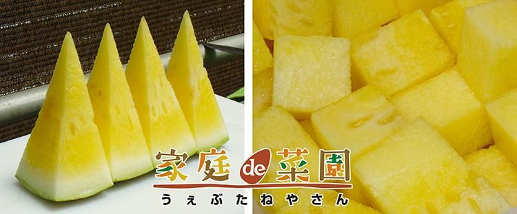 すいか　３週間 スイカ 3Xブラックジャック｜種（タネ）,球根,苗,資材