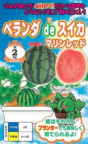 ベランダdeスイカ 品種名マリンレッド 家庭de菜園 うぇぶたねやさん