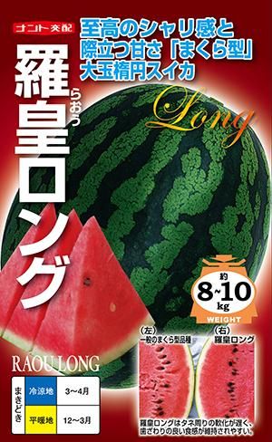 ロンギツベルクローサ 新鮮種子 選別済 4粒 4/5 採取（ロンギ