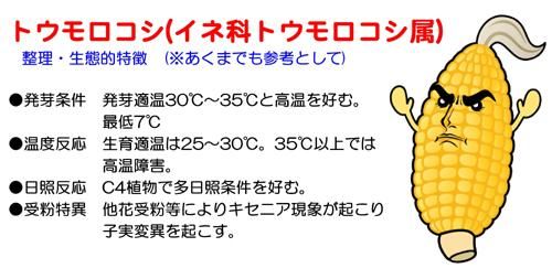 おおもの８３ 早生 大型スーパースイート 家庭de菜園 うぇぶたねやさん