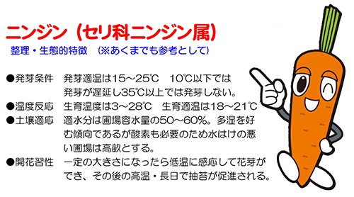 恋うさぎ 春秋兼用の早生９５日タイプ - 家庭de菜園～うぇぶたねやさん～