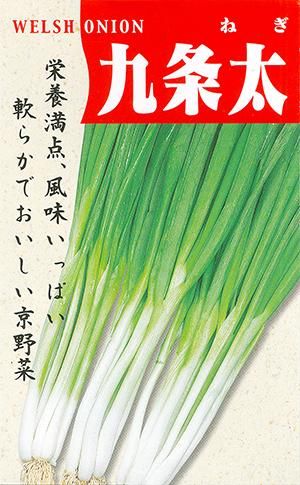 九条太葱（くじょうふと） - 家庭de菜園～うぇぶたねやさん～