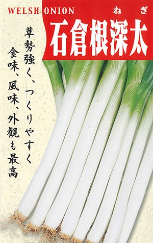 石倉根深太葱（いしくらねぶかふと） - 家庭de菜園～うぇぶたねやさん～