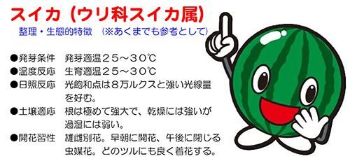 スイカ　サマーオレンジグランド 種 200粒 楽天市場】たね ナント種苗 スイカ 種子 サマーオレンジミドル