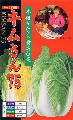 キムさん７５（韓国白菜） - 家庭de菜園～うぇぶたねやさん～